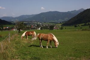 Gröbming winkl0015.jpg