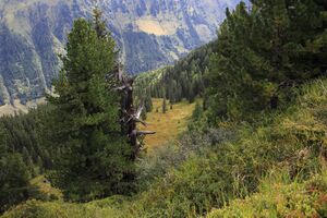 Jausenkogel ost 56278 2017-08-23.jpg