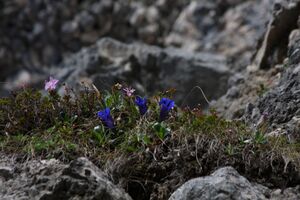 Jungfrauensteig 29311 2011-05-25.jpg