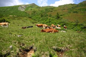 Mahdfeld großsölk 32524 2013-07-09.jpg