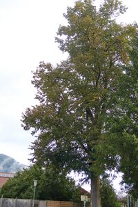 ND 919 Linde st.gallen-0018-2025-09-15.jpg