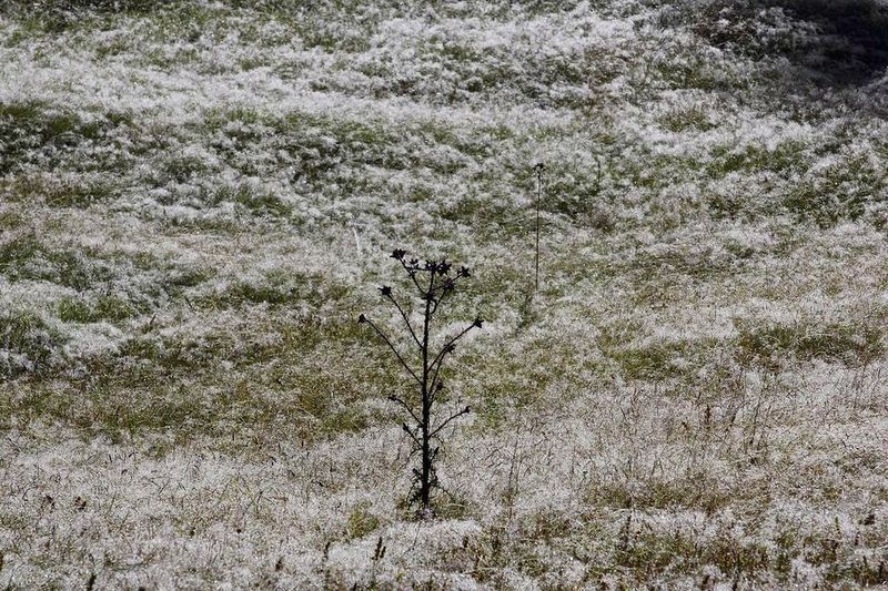 Datei:Striegler kleinsölk 54052 2017-07-21.jpg