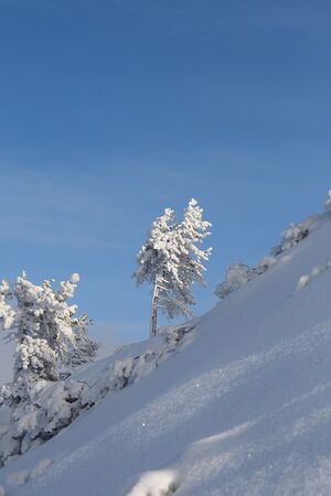 Zirbe - guschen 2890 2007-11-17.jpg