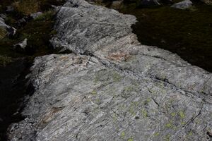 Goldlacken 0395 2013-10-08.jpg