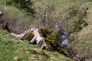 Strickerbach 55488 2014-05-02.jpg