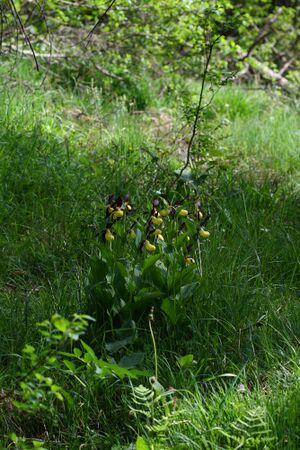 Frauenschuh 2057 2008-05-29.jpg