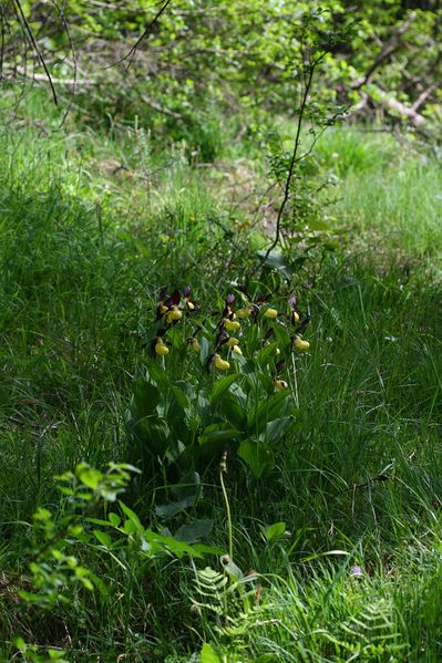 Datei:Frauenschuh 2057 2008-05-29.jpg