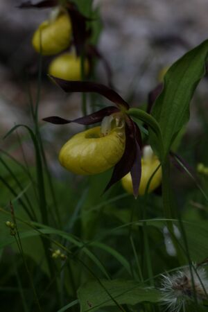 Frauenschuh 2205 2011-05-26.jpg