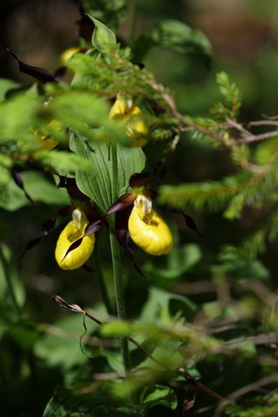 Datei:Frauenschuh 2222 2011-05-26.jpg