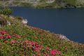 Giglachsee 1233 2011-06-22.jpg
