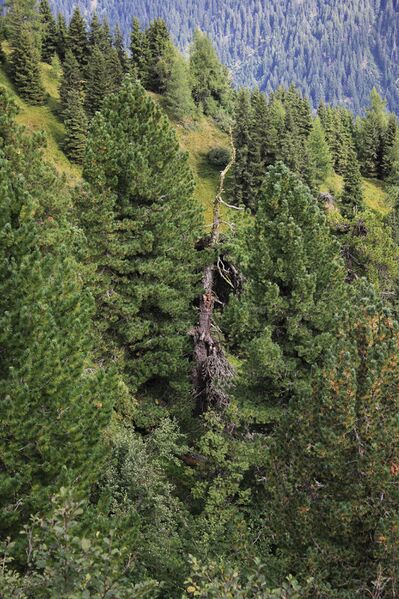 Datei:Jausenkogel ost 56280 2017-08-23.jpg