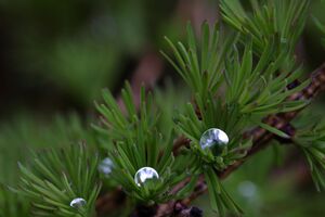 Lärche regentropfen 28969 2011-05-14.jpg