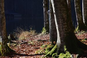 Toplitzsee 78101 2014-11-03.jpg