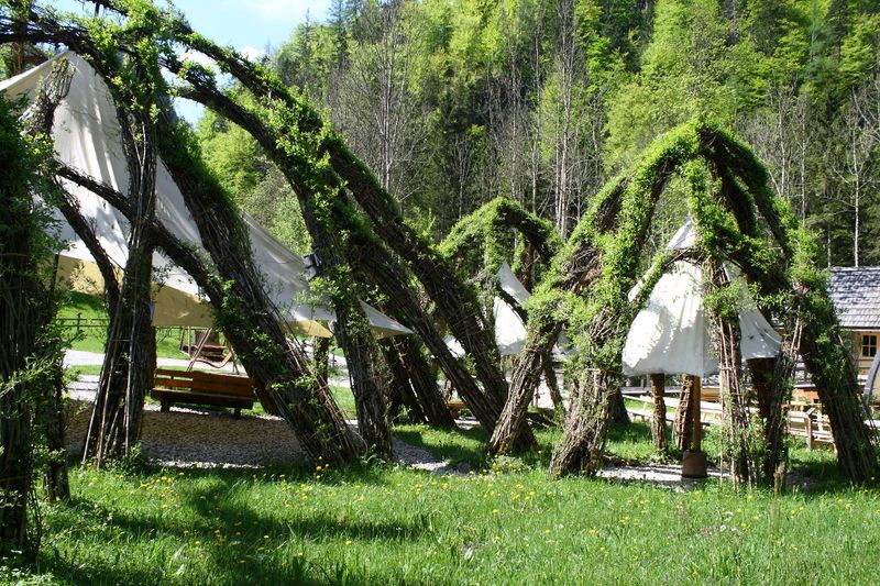 Datei:Weidendom gesäuse 56978 2014-05-05.jpg