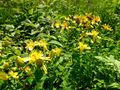 Echtes Johanniskraut-Hypericum perforatum160628.JPG