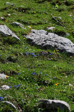 Frühlingsenzian-brandriedel 90717 2008-06-02.jpg