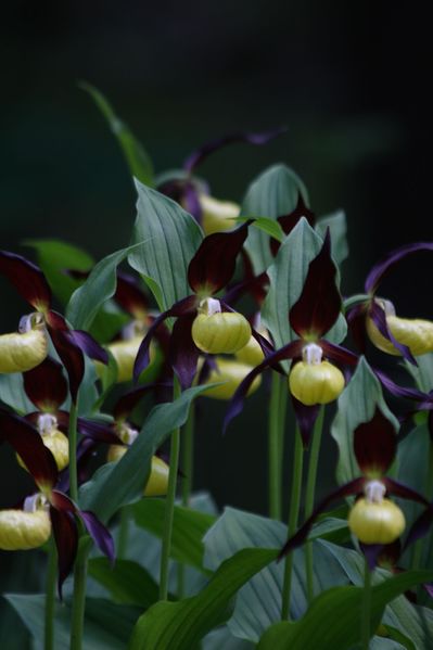 Datei:Frauenschuh 2267 2011-05-26.jpg