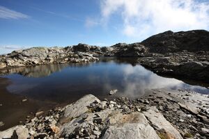 Goldlacken 0278 2013-10-08.jpg