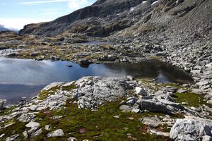 Goldlacken 0306 2013-10-08.jpg