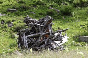 Moor im Tuchmoarkar 79762 2018-07-04.jpg