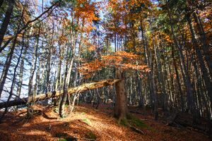 Buchwald tressenstein 11072 2015-10-28.jpg