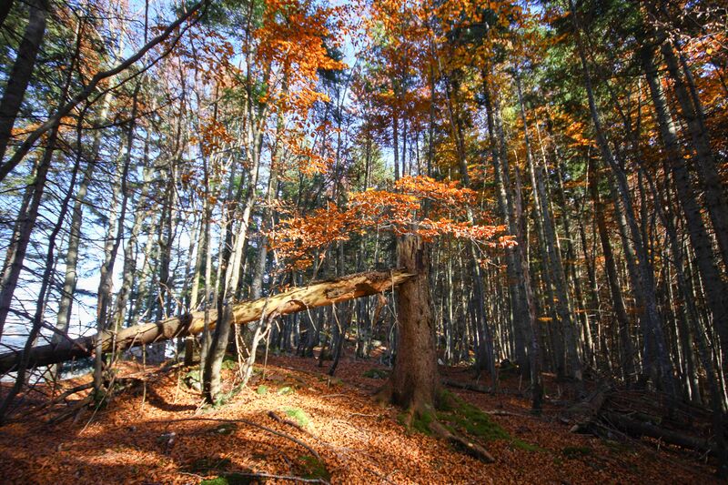 Datei:Buchwald tressenstein 11072 2015-10-28.jpg