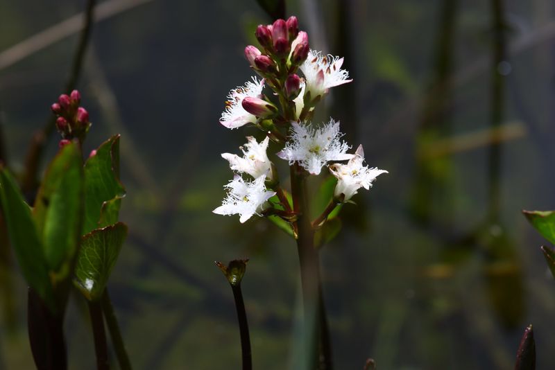 Datei:Fieberklee-schobersee 93214 2015-06-26.jpg