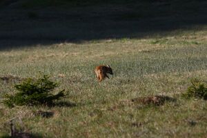 Rotfuchs sabinkar 90289 2015-06-08.jpg