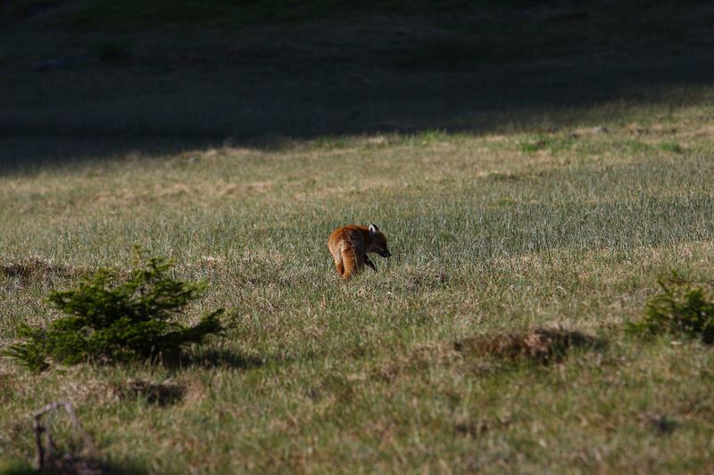 Datei:Rotfuchs sabinkar 90289 2015-06-08.jpg