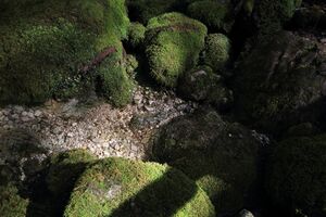 Strummern mühlreith 47187 2017-05-17.jpg