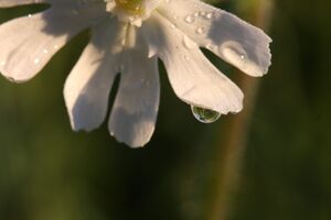 Taubenkropf-Leimkraut-schladming 41237 10.05.2012.jpg