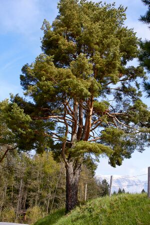 Vlg gatschenberger spiegelsberg-0016-2023-05-04.jpg