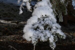 Bodensee 26540 2014-01-01.jpg
