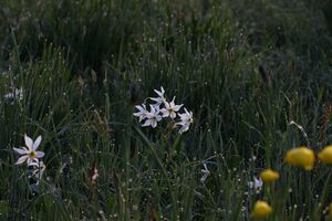 Feuchtwiesen trautenfels5987.jpg