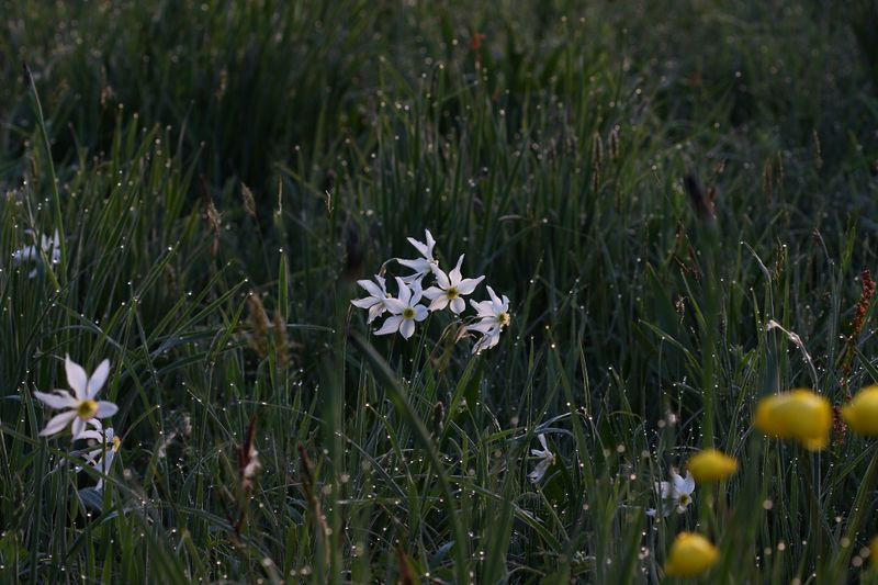 Datei:Feuchtwiesen trautenfels5987.jpg