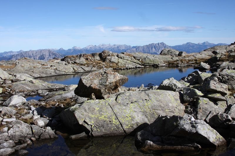 Datei:Goldlacken 0403 2013-10-08.jpg