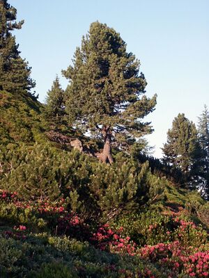 Guschen 15215 2002-06-30.jpg