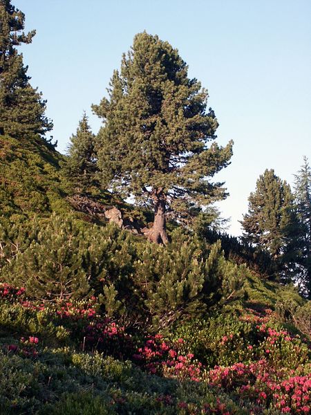 Datei:Guschen 15215 2002-06-30.jpg