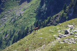 Hirsche fürstkar 1271 13-07-13.jpg