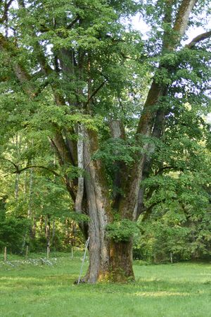 ND 917 Griesbach-0005-2025-06-18.jpg