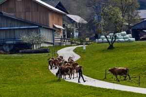 Vlg beham spiegelsberg-30038-2023-05-04.jpg