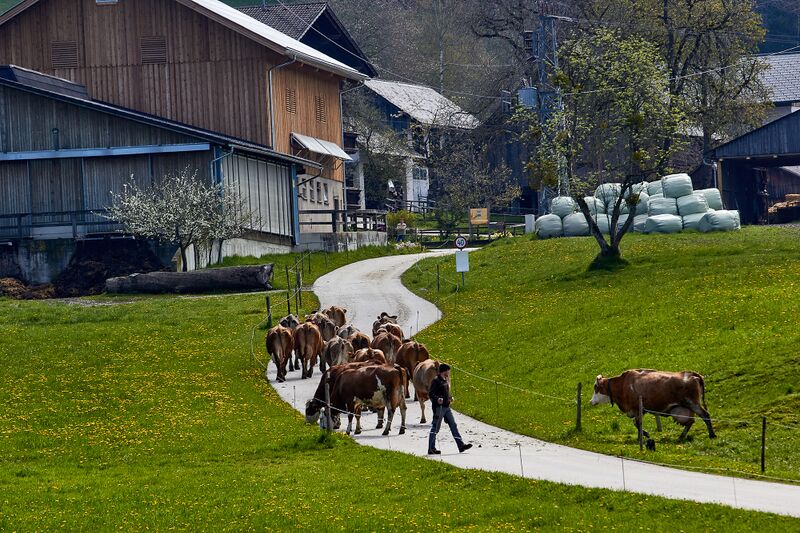 Datei:Vlg beham spiegelsberg-30038-2023-05-04.jpg