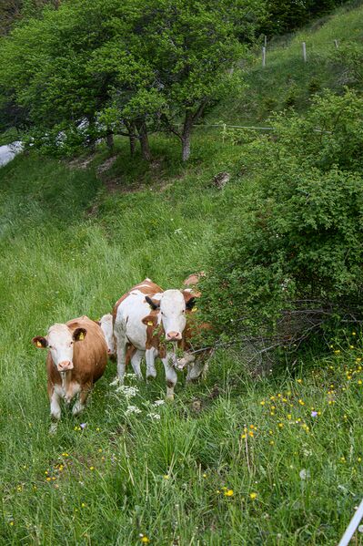 Datei:BH Poserer-0398-2023-05-27.jpg