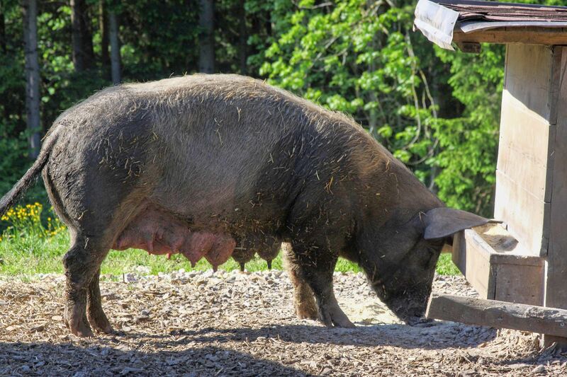 Datei:Grimmingsau moarhof 58228 2014-05-21.jpg