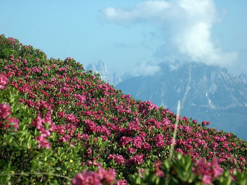 Datei:Guschen 2463 2002-06-26.jpg