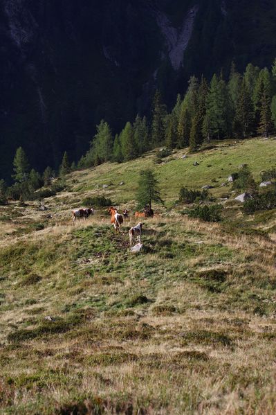 Datei:Lassachalm (Alm) 02520 2015-08-28.jpg