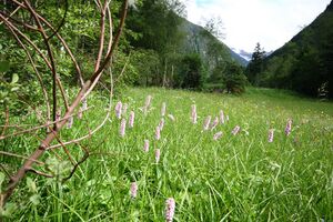 Schlangen-Knöterich obertal 25138 2016-06-15.jpg