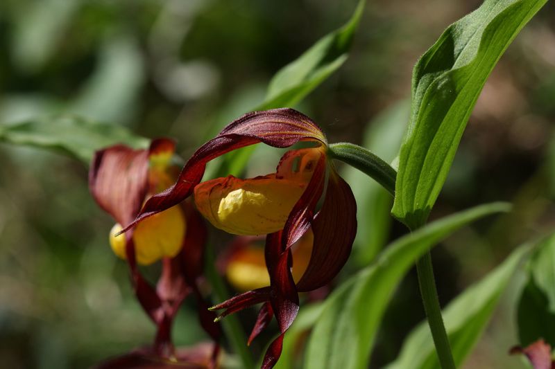 Datei:Frauenschuh 2336 2011-05-26.jpg