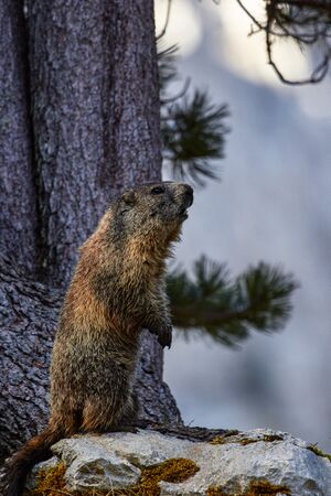 Murmeltier gamsfriedhof-411-2020-05-18.jpg
