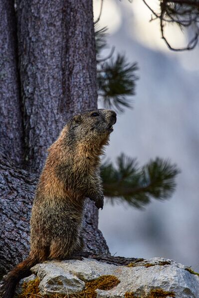 Datei:Murmeltier gamsfriedhof-411-2020-05-18.jpg